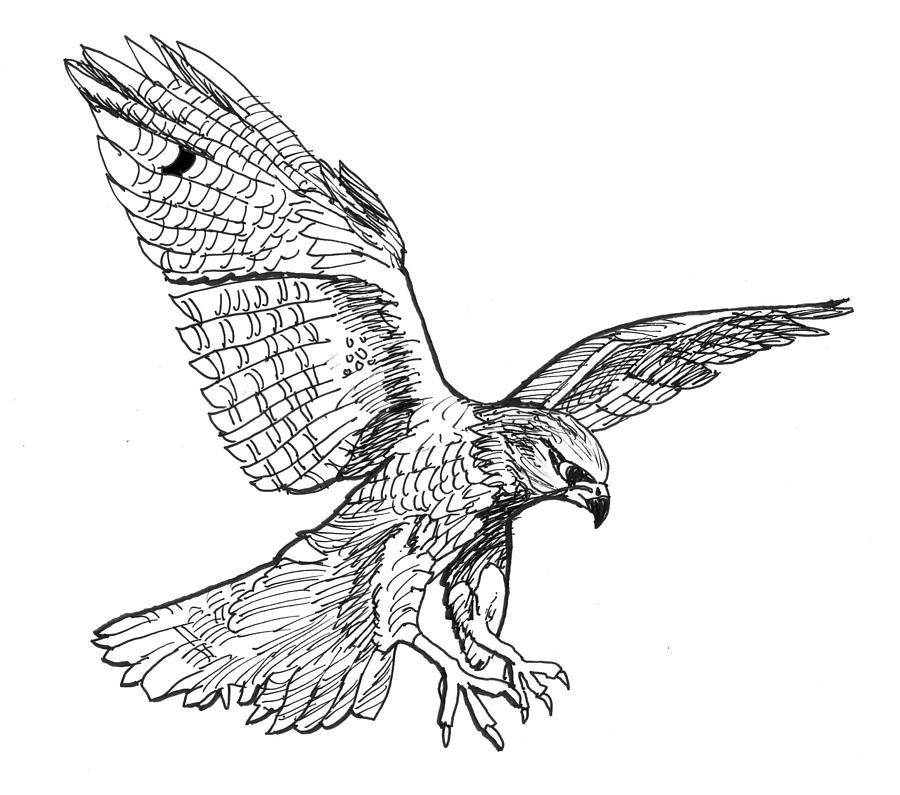 falcon flying drawing