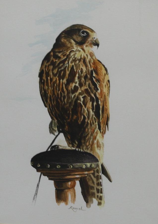 Falcon by Ramesh K Nambiar