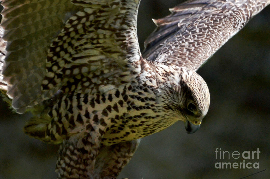 Falcon Taking off Digital Art by Pravine Chester