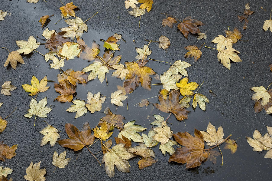 Fall - autumn foliage on wet asphalt Photograph by Matthias Hauser