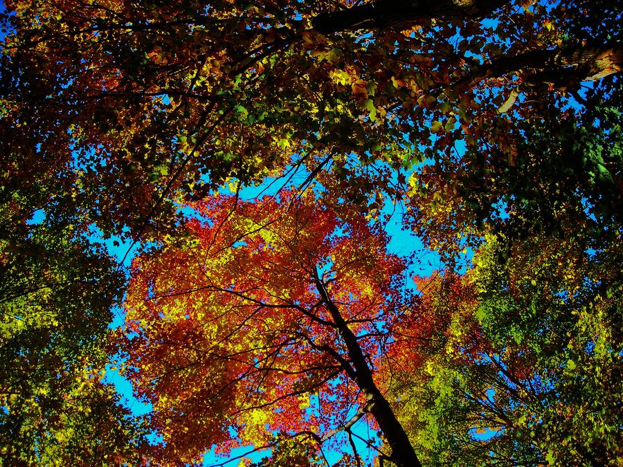 Fall Arrives ... Photograph by Juergen Weiss