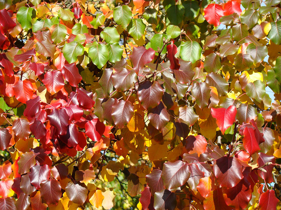 Fall Photograph - Fall Art prints Canvas Photogrpahy Autumn Leaves by Patti Baslee