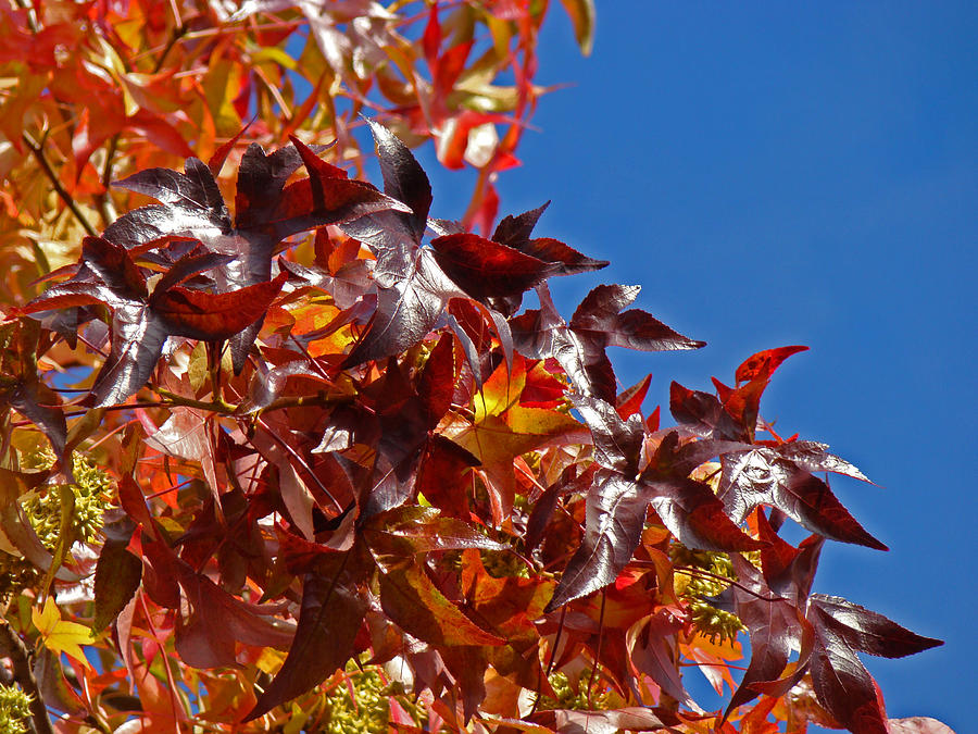 Fall Photograph - Fall Art prints Colorful Autumn Leaves Blue Sky by Patti Baslee
