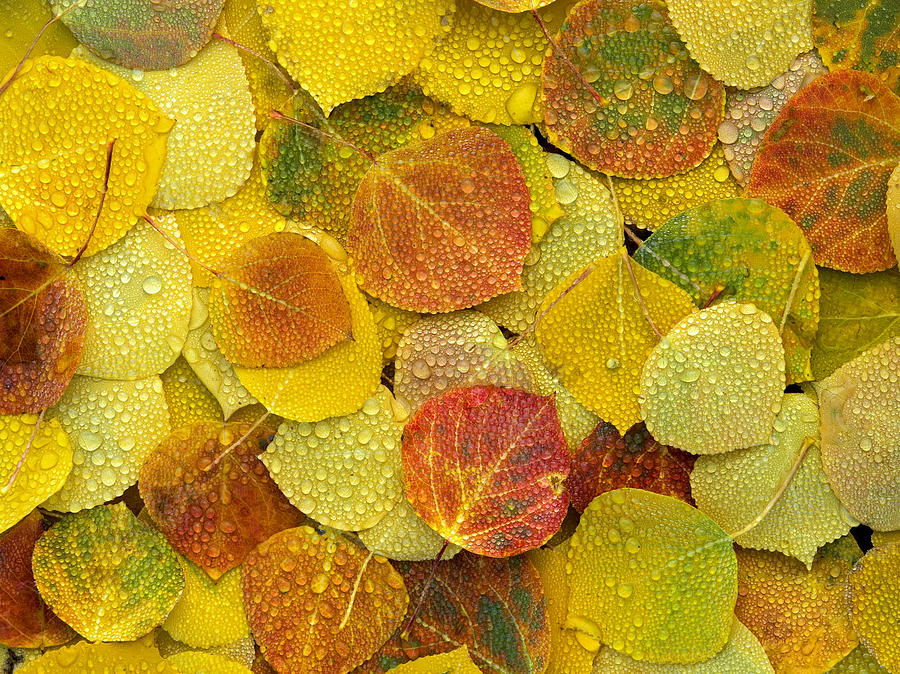 Fall Aspen Leaves On The Ground Covered Photograph by Tim Fitzharris