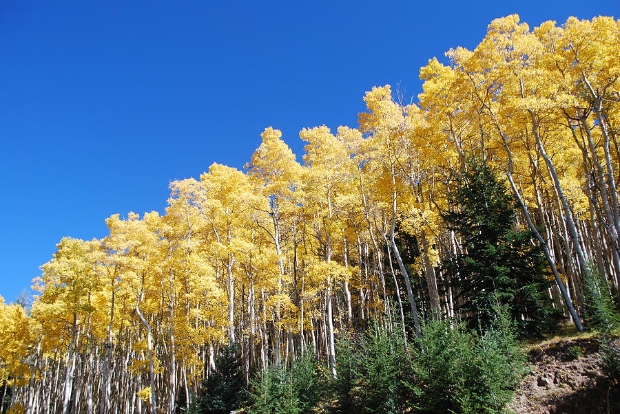 Fall In New Mexico / Desert Willow Lane