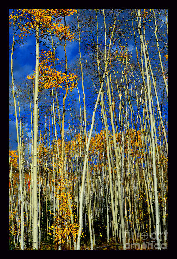 Fall Aspens With Clouds Photograph