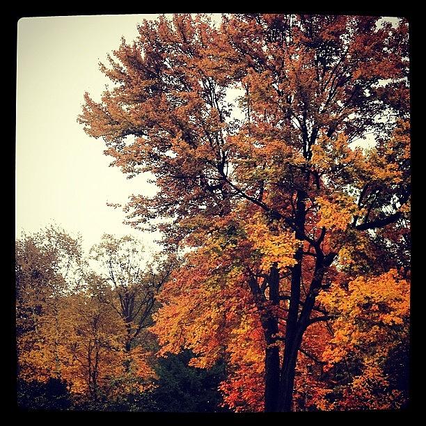 Nature Photograph - #fall #autumn #foliage #nature #orange by Shannon Ferguson
