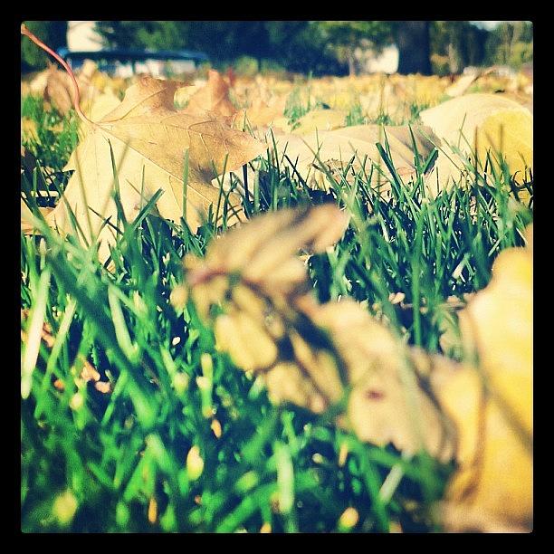 Nature Photograph - #fall #autumn #leaves #grass #yellow by Cassidy Taylor