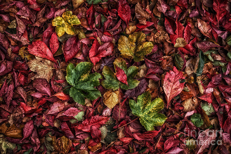Fall Photograph - Fall autumn leaves by John Farnan