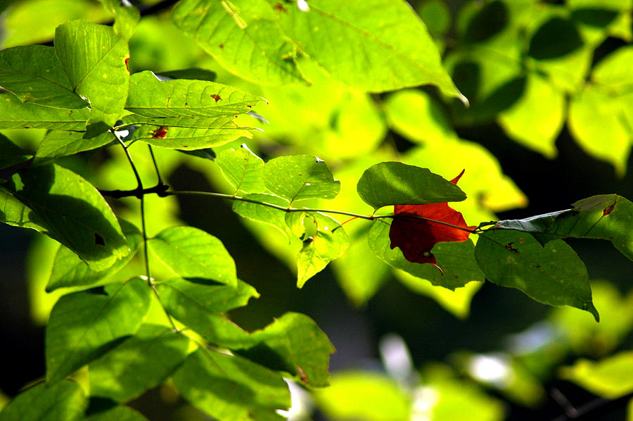 City Photograph - Fall Begins with the 1st red leaf by LeeAnn McLaneGoetz McLaneGoetzStudioLLCcom