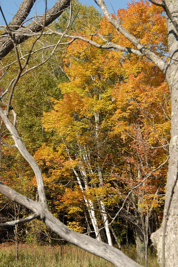 Fall birch stand Photograph by David Campione