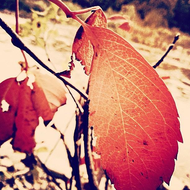 Fall Photograph - #fall #closeup by Stevie Carlyle