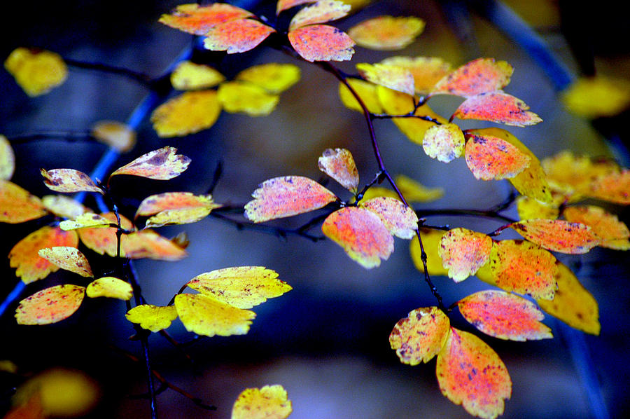 Fall Color Change Photograph by LeeAnn McLaneGoetz McLaneGoetzStudioLLCcom