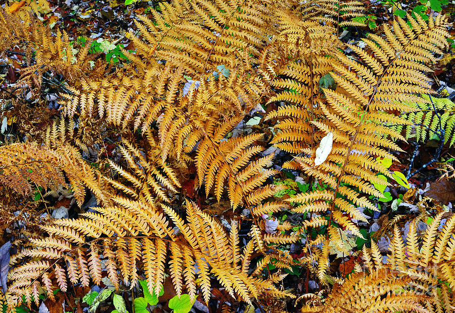 Fall Color Fern Photograph by Thomas R Fletcher - Fine Art America