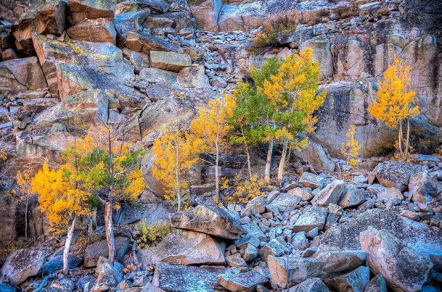 Fall Color Growing in Granite Photograph by Connie Cooper-Edwards