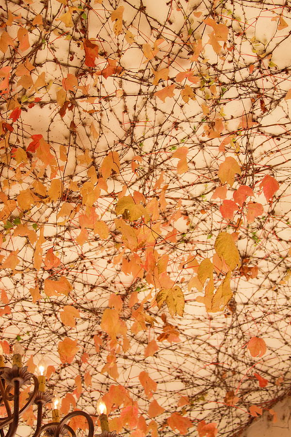 Fall color of vine Photograph by Viktor Savchenko