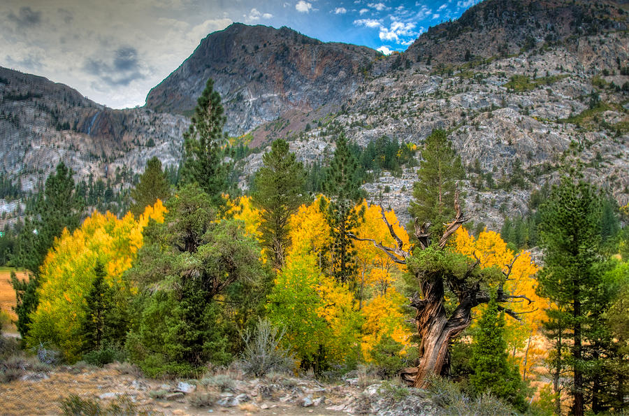 Fall Color Trees and Mountains Photograph by Connie Cooper-Edwards