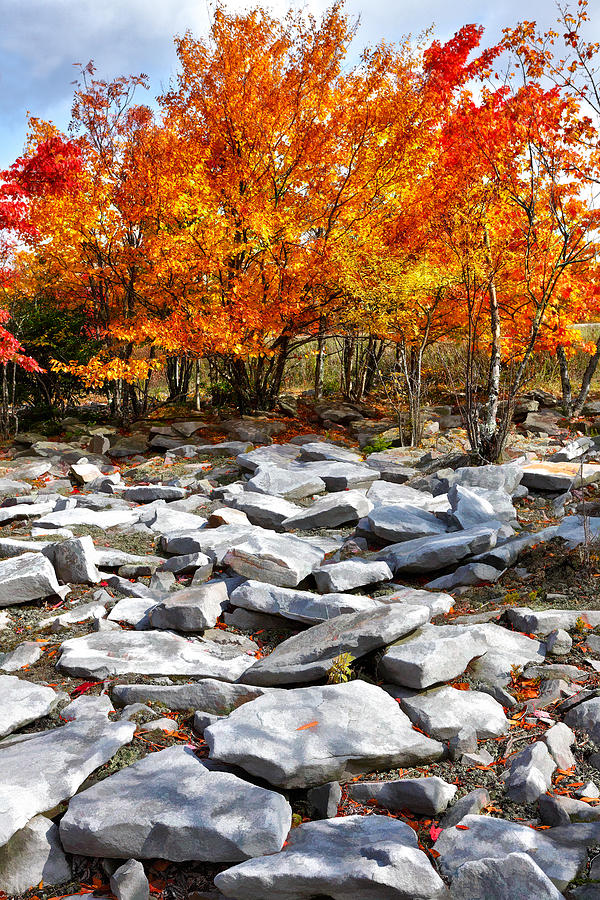Fall Color Trees and Rocks - West Virginia Photograph by Dan Carmichael