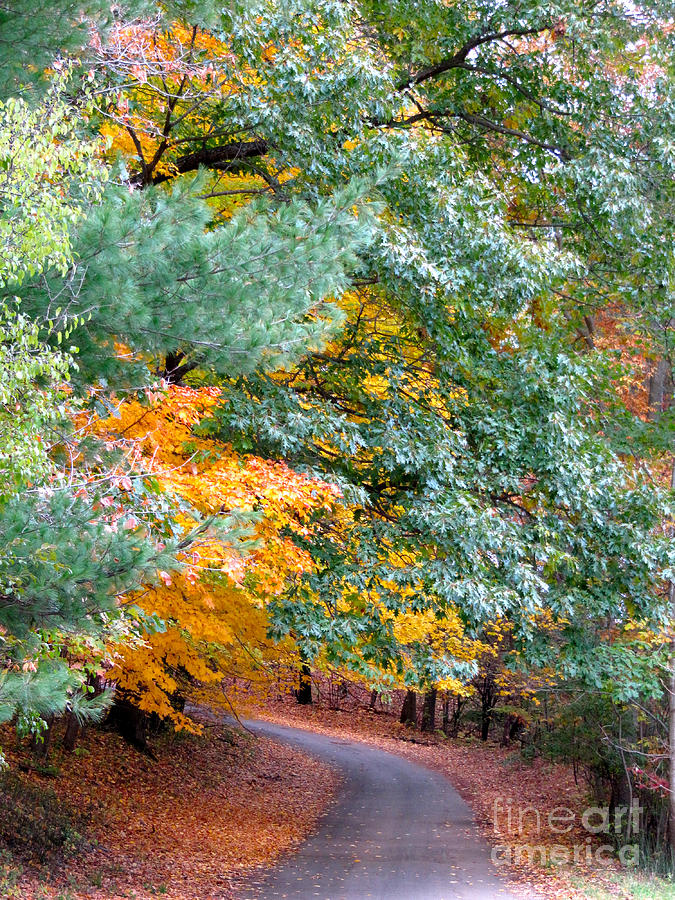 Fall Colored Country Road Photograph by Joan McArthur