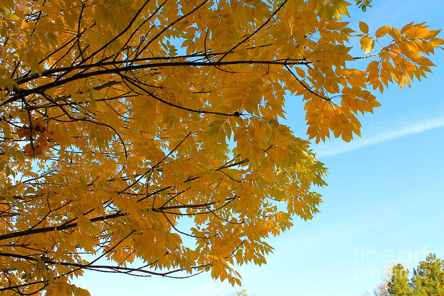 Fall Colors 111 Photograph by Pamela Walrath