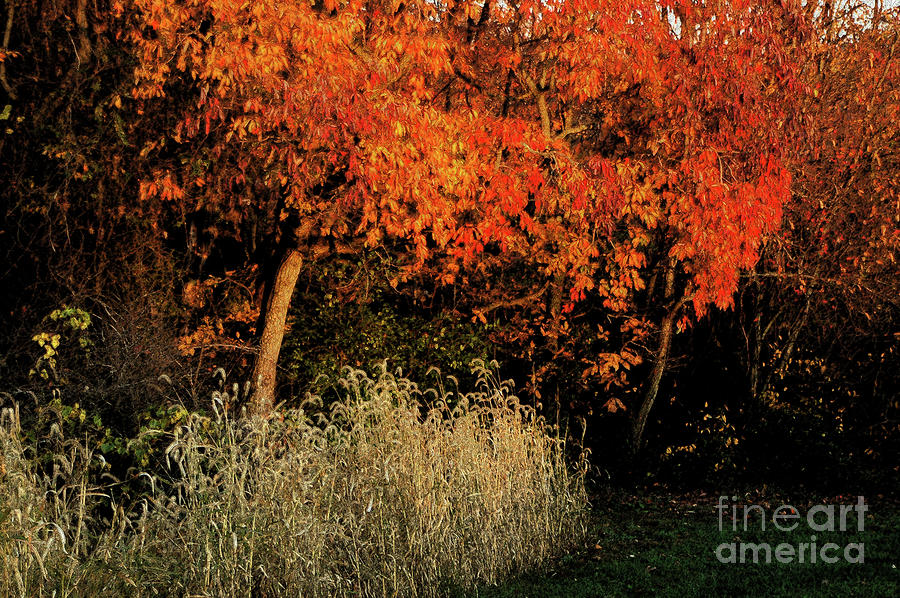 Fall Colors 2 Photograph by Vilas Malankar