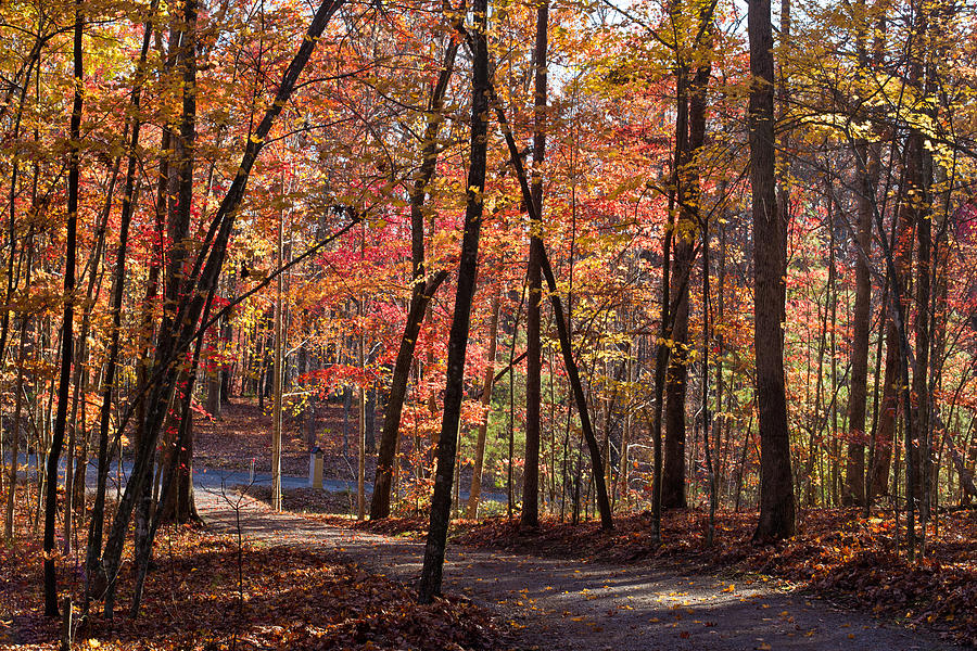 Fall Colors 5 Photograph by Douglas Barnett