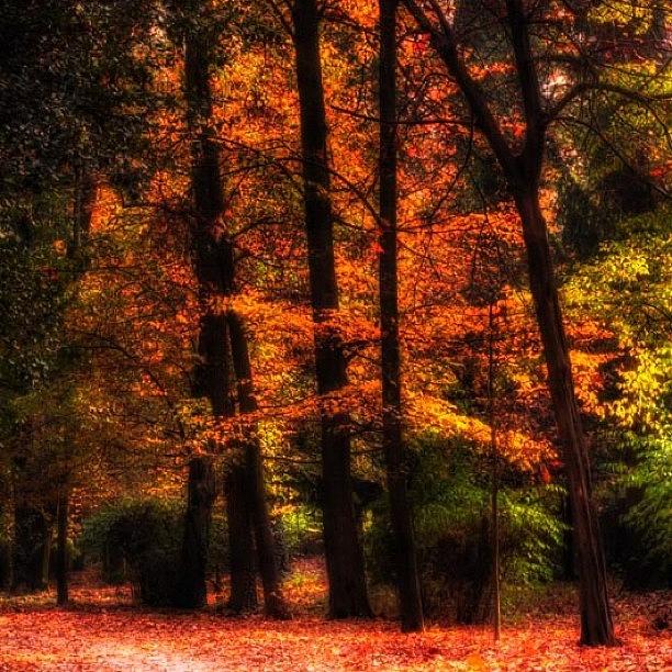 Fall Photograph - Fall Colors At Monza Parl #fallcolors by Roberto Pagani