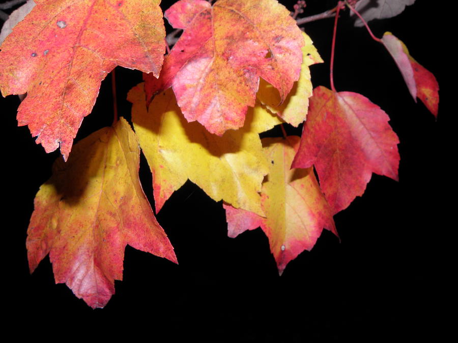 Fall Colors At Night Photograph by Kim Galluzzo