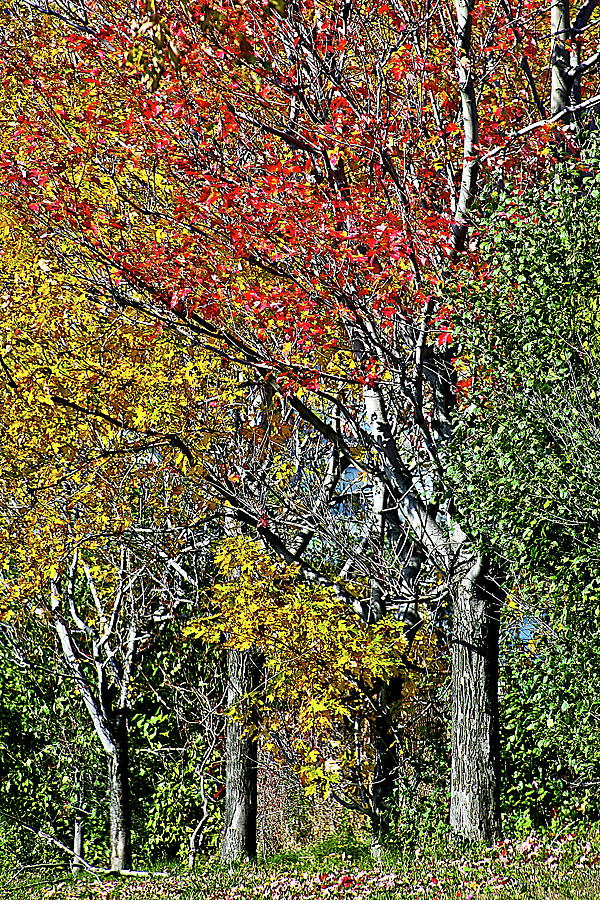 Fall Colors Photograph by Burney Lieberman