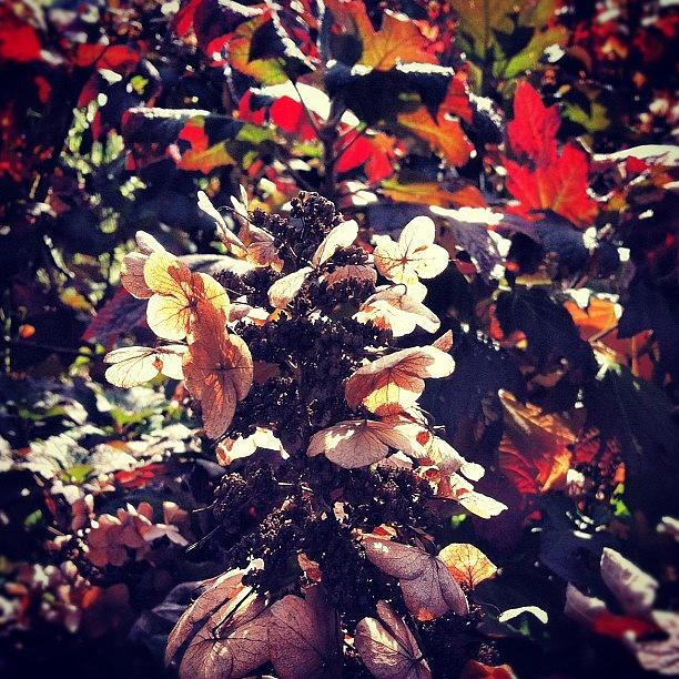 Nature Photograph - Fall Colors☺ #centralpark by Claudia Gordon