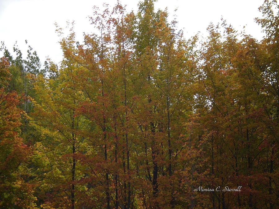 Fall Colors Colection - Michigan Photograph by Monica C Stovall