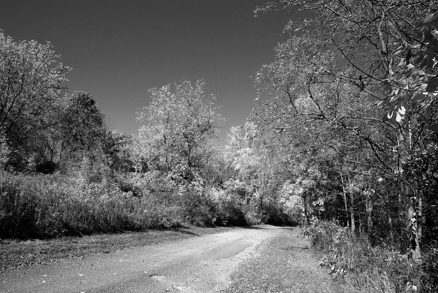 Fall Colors In Black And White Photograph by Janice Adomeit