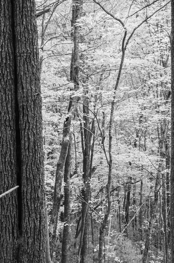 Fall Colors in Black and White Photograph by Kenneth Blye | Fine Art ...