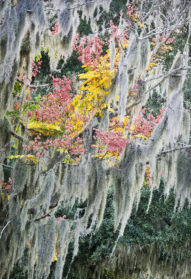 Fall Colors in Spanish Moss Photograph by Carolyn Marshall