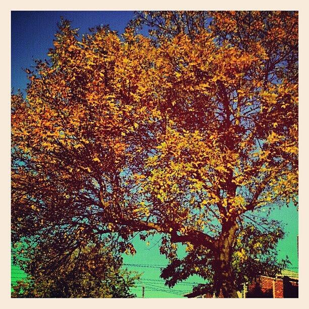 Bronx Photograph - Fall Colors In The #bronx. We Dont by Radiofreebronx Rox