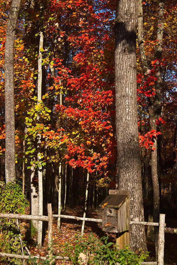 Fall Colors in the Garden Photograph by Douglas Barnett