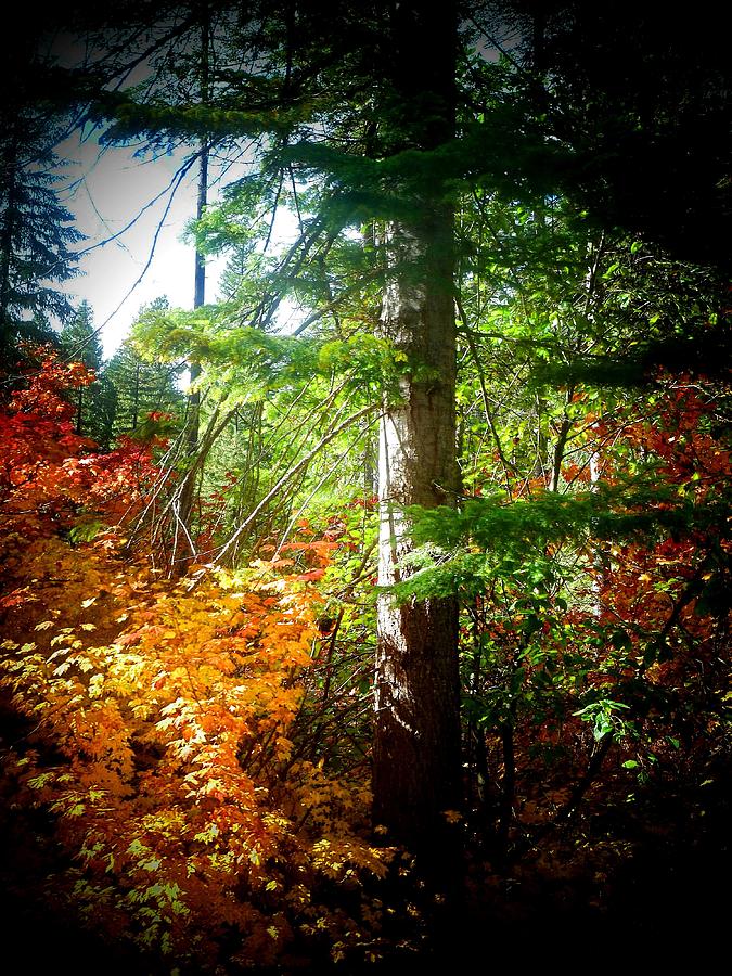 Fall Photograph - Fall Colors by Jennifer Jeffris