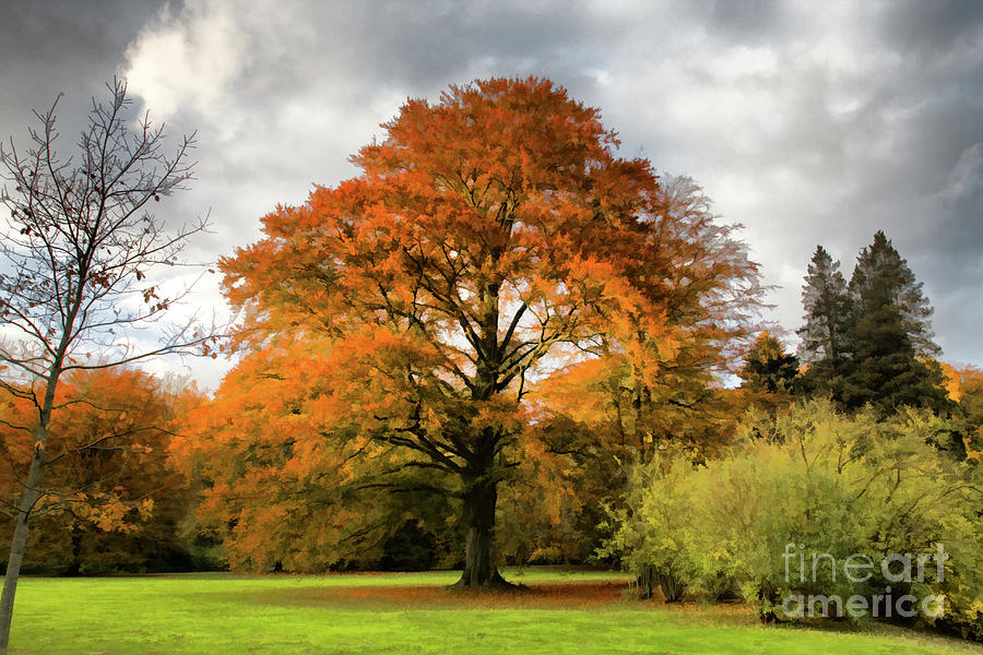 Fall colors Photograph by Joerg Lingnau