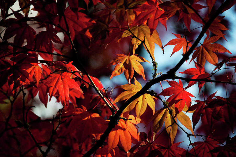Fall Colors KA611 Photograph by Yoshiki Nakamura