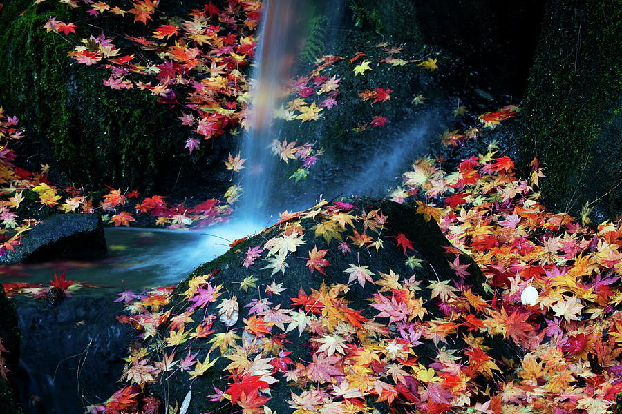 Fall Colors KA618 Photograph by Yoshiki Nakamura