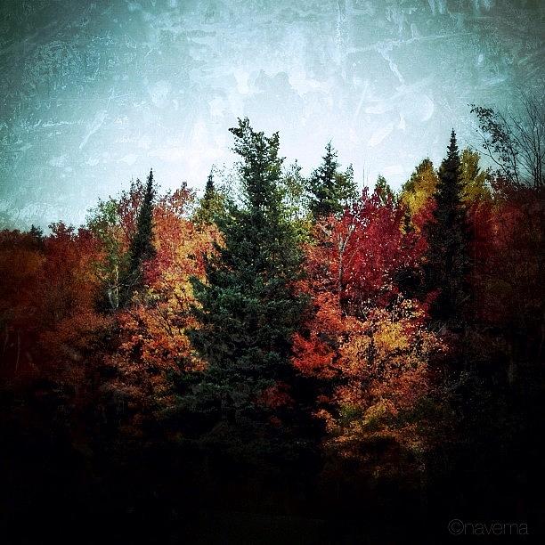 Huntsville Photograph - Fall Colors by Natasha Marco