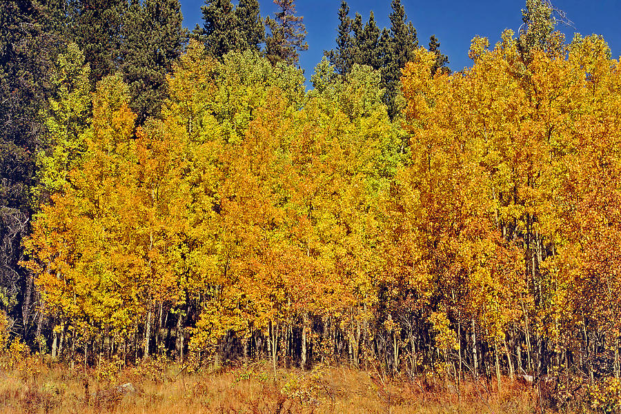 Fall colors near Grand Lake Photograph by Rod Jones