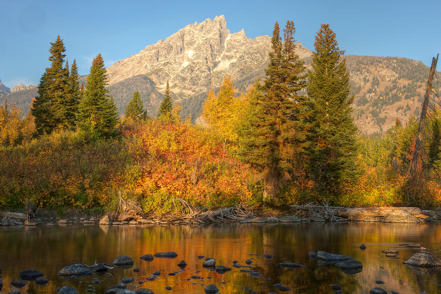 Fall colors near Jenny Lake Photograph by Johan Elzenga