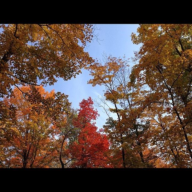 Nature Photograph - #fall #colors #noedit #nofilter by Mike S