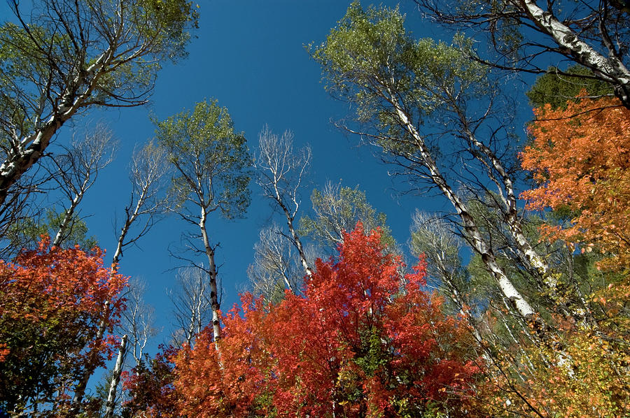 Fall Aspen Photograph - Fall colors by Vicki Gaebe