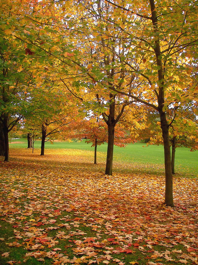 Fall colours Photograph by Stephanie Moore - Fine Art America