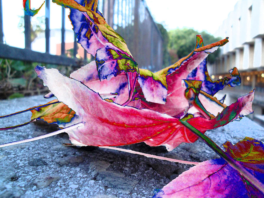 fall composition in spring  at CSULA Digital Art by Kenneth James