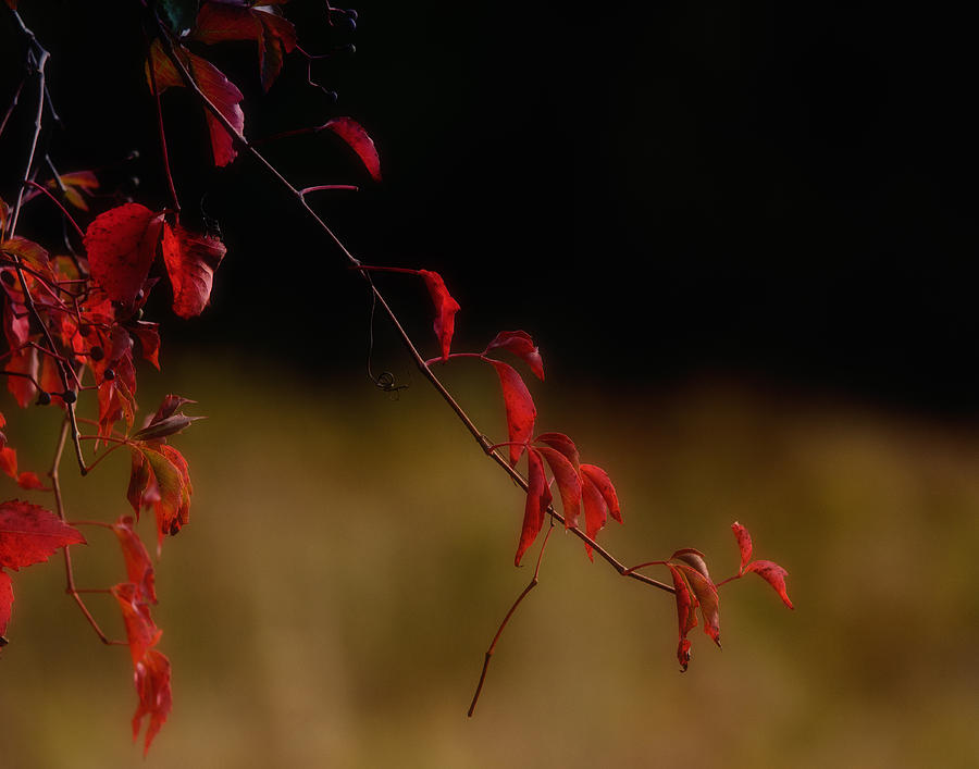 Fall Creeps In Photograph by Sue Capuano