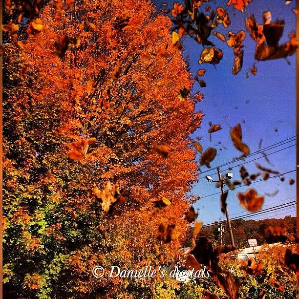 Fall Photograph by Danielle McNeil