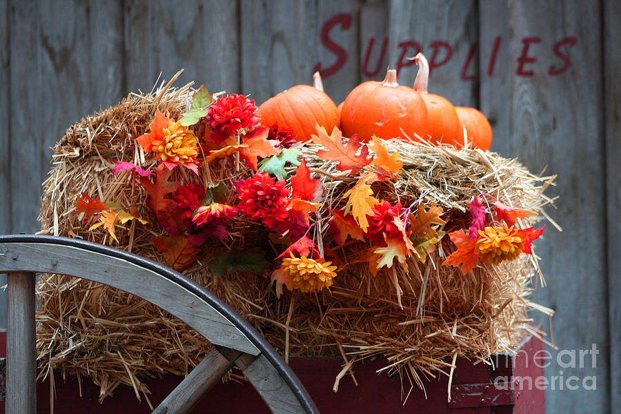 Fall Display Photograph by Tommy Anderson